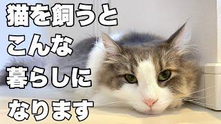 大型猫ノルウェージャンフォレストキャットと保護猫がいる暮らしに幸せを感じる記念日