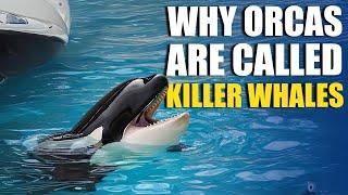 The Untold Story of Why Orcas Are Known as Killer Whales