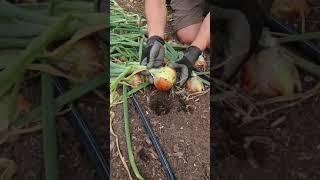 Onion Harvest and Curing Process #shorts