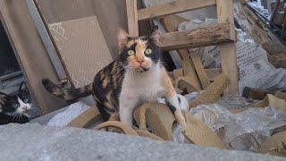 Mother cat asking me for help to save her baby stuck in the car wheel.