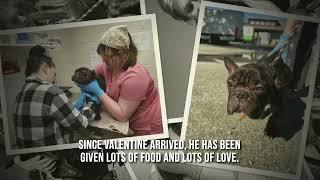 CHARLESTON ANIMAL SOCIETY NAMES STARVING DOG "VALENTINE" BECAUSE HE'S STILL LOOKING FOR LOVE