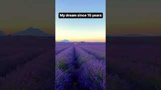 These lavender fields bloom in France only in July!