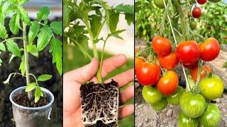 How To Propagate Tomato Fruit Plant From Cuttings using Aloe Vera gel