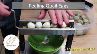 Peeling Quail Eggs