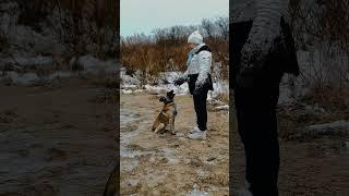 Подзыв собак, важный навык для безопасной прогулки! #dogtraining #doglife #собака #malinoislife