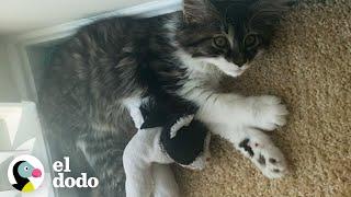 Gato que ama los animales de peluche tiene un hermano de verdad | El Dodo