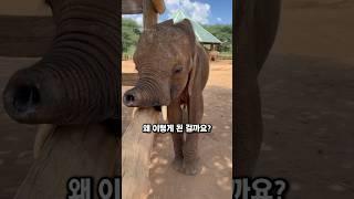 세상에서 가장 짧은 코를 가진 코끼리, 로우의 기적 같은 이야기 #감동스토리 #동물감성 #구조이야기