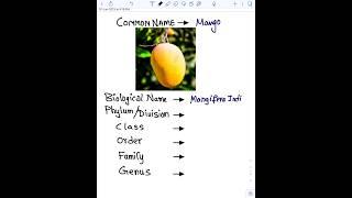 Biological Nomenclature of  Mango, Phylum of Mango, Class of Mango ,Taxonomic Category of Mango 