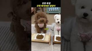 반찬 투정 잔뜩 삐져버린 댕댕이