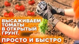 ТОП-2 СПОСОБА ВЫСАДКИ ТОМАТОВ В ОТКРЫТЫЙ ГРУНТ!