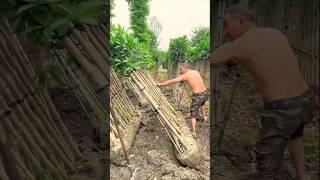 The process of transplanting a green hedge