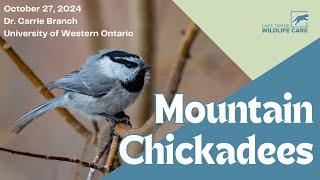 Wild Wonders: Dr. Carrie Branch on Mountain Chickadees & Spatial Cognition | October 27 2024