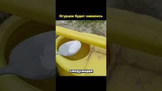 ОГУРЦОВ БУДЕТ ТАК МНОГО #рекомендации #дача #советы #огород #сад #урожай #огурцы #shorts #рассада