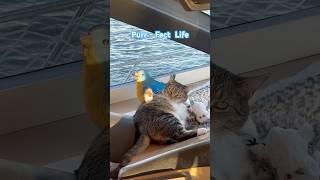 Cat life purrfect #catshorts #cat #cats #tabbycat #catvideos #catslife #catlovers #pet #waterlife