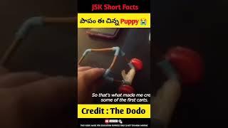 పాపం ఈ Dog   | JSK Short Facts | #shorts #humanity #dog