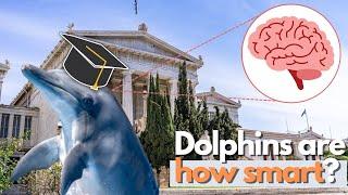 The Remarkable BRAINS of Dolphins and HOW They Use Them!