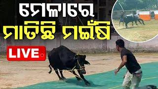 LIVE | ମେଳାରେ ମାତିଛି ମଇଷି ! | Breaking News | Khordha | OTV