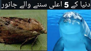 Most Extreme Hearing Animalsانتہائی سننے والے جانور|Shafqat TV