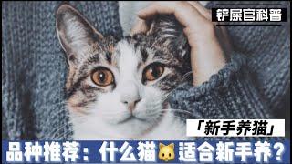 什么猫适合新手养？最适合新手养的猫咪品种 Best cat breeds for beginners