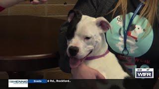 WIFR Morning Blend - Winnebago Animal Services Pet of the Week