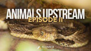 Finding Rattlesnakes in the Chesapeake Bay Watershed | Animals Upstream Episode II