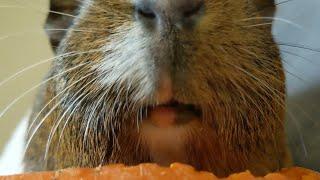 Tiny Guinea Pig Vs Large Carrot