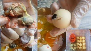 Checking Unhatched Chicken Eggs On Day 23