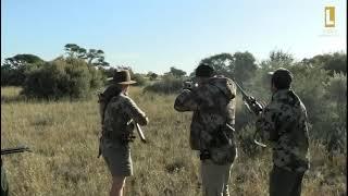 Leeuwkop Hunting Safari Cape buffalo highlight June 7 2024