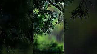 9:16 Rain Free to Use No Copyright Video | Copyright Free Videos | Free Stock Videos | Free Footage