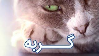 مستند گربه ها دوبله فارسی
