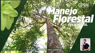 Manter a Floresta em Pé, Projeto de Manejo Sustentavel