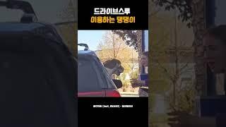 드라이브스루  이용하는 댕댕이