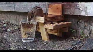 Mellie the Chipmunk's first sip of water from a cup.