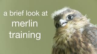 Merlin Training by Kites - Video by Littlebird BIG SKY Production