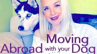 How to Travel or Move Abroad with your Pet!