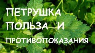 Петрушка. Лечебные свойства и противопоказания.