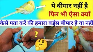 Identification of all diseases of birds | बजरी तोते सुस्त क्यों बैठते हैं | बर्ड्स बीमार है या नहीं?