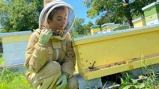 Langstroth Long Hive Inspection | Swarm Update |