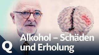 Wie gut kann sich der Körper vom Alkohol erholen? | Quarks