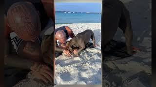 Mino so cute #dog #americanbully #music #family #song #love #doglove
