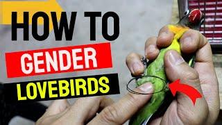 HOW TO KNOW THE GENDER OF AFRICAN LOVEBIRDS - hen or cock ba ang lovebirds mo?