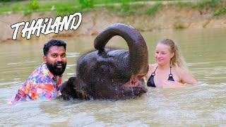 One Day With Elephant | ആനയും ഞാനും പിന്നെ | M4 Tech |