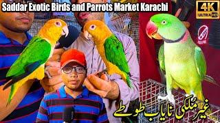 Saddar Exotic Birds and Parrots Market Karachi Unique and Rare Parrots Latest Updates 2024