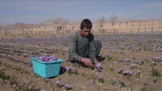 Red gold: Afghanistan saffron production grows