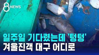 일주일 기다렸는데 '텅텅'…겨울진객 대구 어디로 / SBS 8뉴스