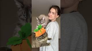 МУЧАЮ КОШКУ, ДЕЛАЮ ИЗ НЕЕ ТЫКВУ #хэллоуин #хендмейд #своимируками #кошки #смешно #поделки #diy
