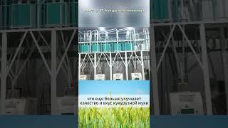 Кукурузный мельничный завод на 100 тонн в сутки | Полный комплекс от Voson Machinery