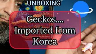 Unboxing of....Crested Geckos imported from Korea!!!