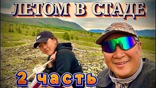 Летом в стаде. 2 часть.