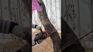 엔진톱으로 나무 베기 #전기톱 #나무 베기 #엔진톱